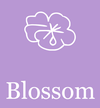Blossom Clothing Cornwall